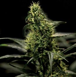 The Bulldog Seeds Energy Haze Feminized