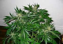 Mr Nice Seedbank Early Skunk Regular Seeds (Early Pearl x Skunk)