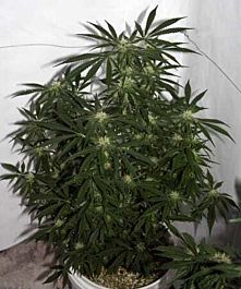 Mr Nice Seedbank Early Skunk Haze Regular Seeds (Early Pearl Skunk x Haze)