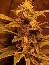 Hazeman Seeds Escaped Regular