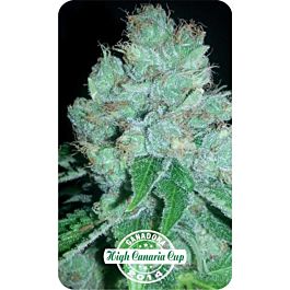 Dispensario Seeds Eter Express Feminized