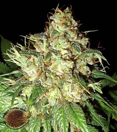 Emerald Triangle Bubba Cheese Auto Feminized