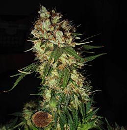 Emerald Triangle G13 x Blueberry Headband Regular