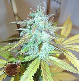 Emerald Triangle Lemon Haze Auto Feminized