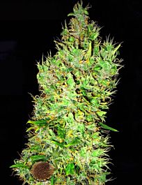 Emerald Triangle OG Critical Feminized