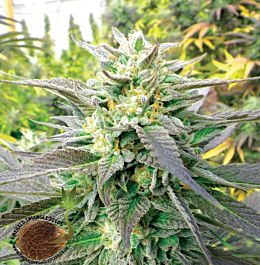 Emerald Triangle Blueberry Headband Feminized