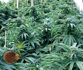 Emerald Triangle Bubba 76 Regular