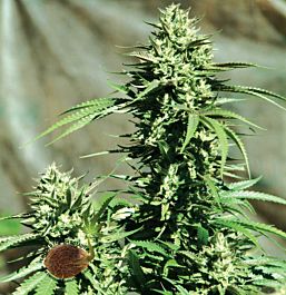 Emerald Triangle California Wildfire Regular