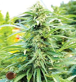 Emerald Triangle Cherry OG Regular