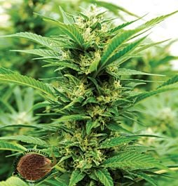 Emerald Triangle Emerald Jack Feminized
