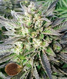 Emerald Triangle Grapefruit Krush Regular