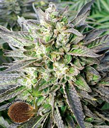 Emerald Triangle Grapefruit Krush Feminized