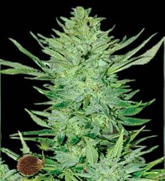Emerald Triangle Headlights Kush Auto Feminized