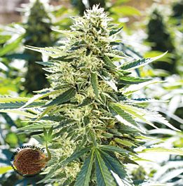 Emerald Triangle Lemon Diesel Regular