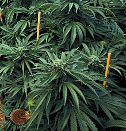 Emerald Triangle Mastodon Kush Feminized