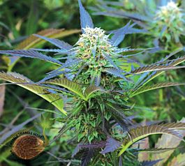 Emerald Triangle Royal Purple Kush Regular