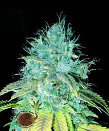 Emerald Triangle Sour Puss Regular