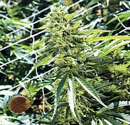 Emerald Triangle Sour Lemon OG Feminized