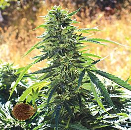 Emerald Triangle Super Sour OG Feminized
