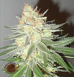 Emerald Triangle Cotton Candy Cane Feminized