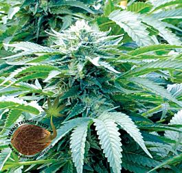 Emerald Triangle Trinity Kush Feminized