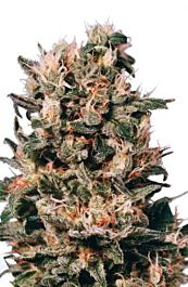 Dutch Passion Euforia Regular