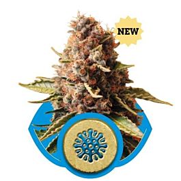 Royal Queen Seeds Euphoria Feminized