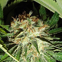 Green Label Everest Bud Feminized