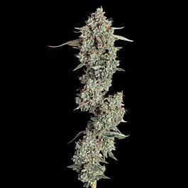 Everglades OG Autoflower - Happy Valley Genetics