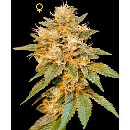 DNA Genetics Limited Collection SnowLAnd Feminized