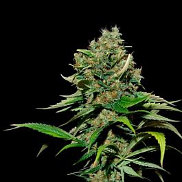EVA Female Seeds Excalibur Feminized