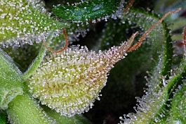 Kaliman Seeds Exocet Haze Feminized