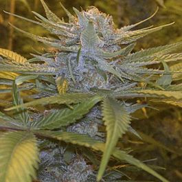 DNA Genetics Exodus Kush Feminized