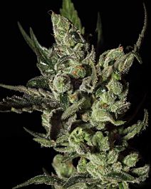 Green House Company Exodus Cheese Feminised