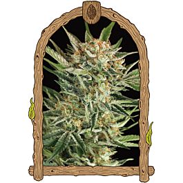 Exotic Seed Russian Automatic Feminized