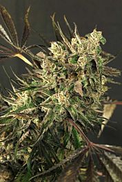 Exotic Seed Exotic Colours Feminized