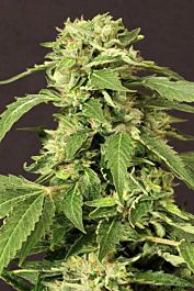 Exotic Seed Exotic Thai Feminized