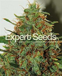 Expert Seeds Expert Haze Feminized