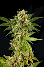 Dinafem Kush-N-Cheese Feminised