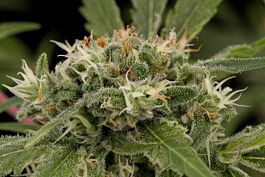Dinafem Strawberry Amnesia Feminized