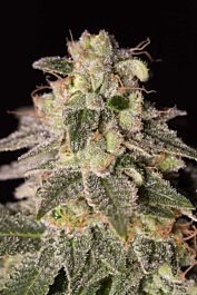 Dinafem Shark Shock CBD Feminized