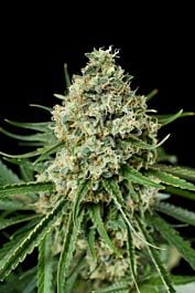 Dinafem Critical + 2.0 Feminized