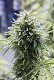 Dinafem OG Kush Auto Feminised