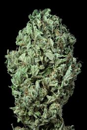 Dinafem Sour Diesel Auto Feminized