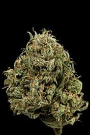 Dinafem Cheese XXL Auto Feminized