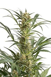 Dinafem Amnesia XXL Auto Feminized