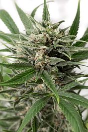 Dinafem Blue Amnesia XXL Auto Feminized