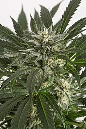 Dinafem Blue Critical Auto Feminized