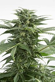Dinafem Haze XXL Auto Feminized