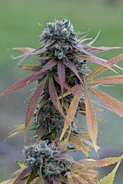 Dinafem Blue Kush Feminised